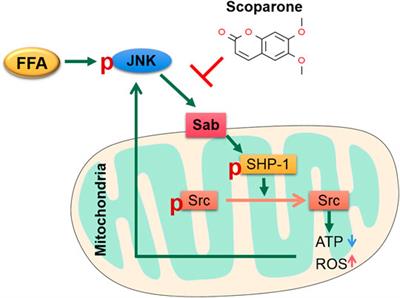 Scoparone Improves Nonalcoholic Steatohepatitis Through Alleviating JNK/Sab Signaling Pathway-Mediated Mitochondrial Dysfunction